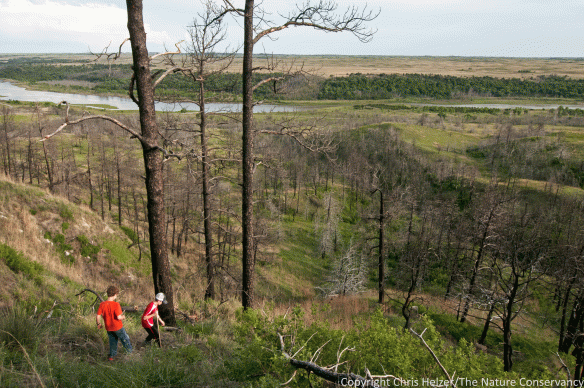 The former pine woodland north of the river continues to progress in its revegetation (unaided by humans).  Shrubs such as coralberry, smooth and skunkbush sumac, chokecherry, and currant are starting to become more prevalent, as are many grasses, sedges and wildflowers.