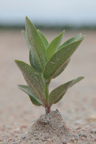 20160521_nebraska_0669