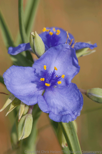 Spiderwort (Tradescantia occidentalis) is also in full bloom right now.
