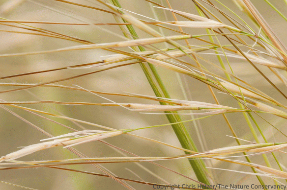 Needle-and-thread grass (Hesperostipa comata) is producing seeds, which look very much - and can act very much - like sharp spears.  Trying to figure out why this grass is blooming abundantly in some pastures and not others has been a fun mind puzzle for me this week.