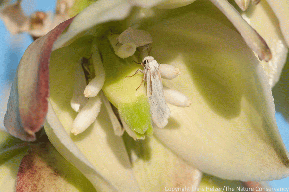 Yucca moths in the early morning. Nebraska Sandhills - Cherry County.