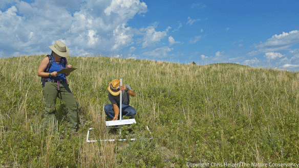 Among many other things, Eric and Katharine have been helping to collect data as part of a process to evaluate our land management. Here they are collecting data on vegetation structure at the Niobara Valley Preserve.