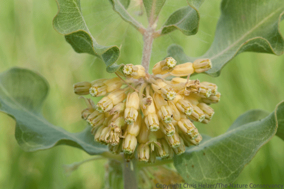 Green milkweed
