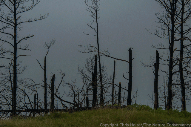 Some trees are falling, but many others are just losing their tops, creating a more ragged look to ridge tops.