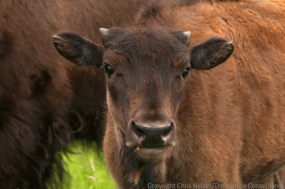 This year's calves are already starting to get darker coats.