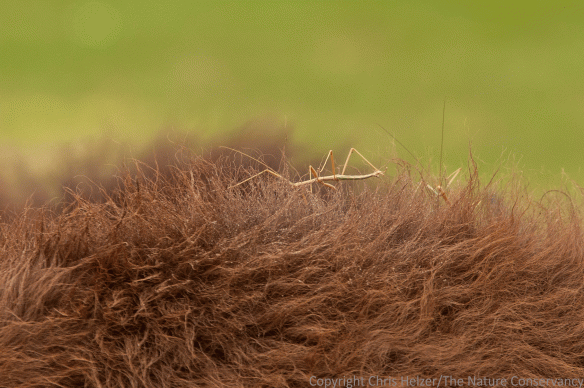 One bison had two stick insects and kept trying to shake them off by "shivering"