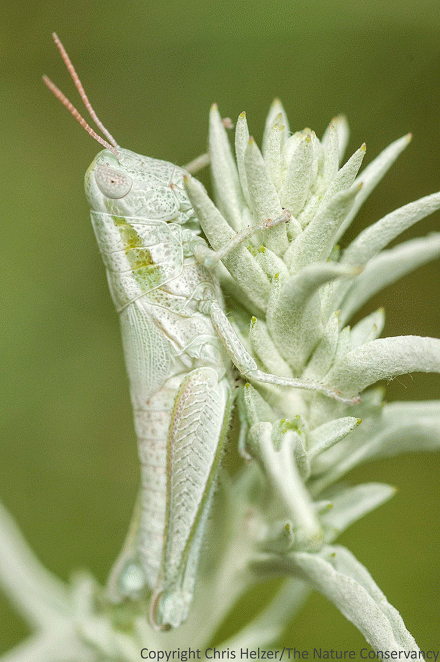 Grasshopper