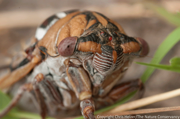 Prairie cicada at The Nature Conservancy's Niobrara Valley Preserve, Nebraska.