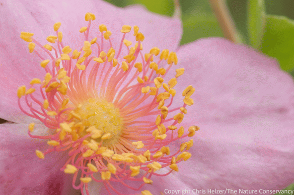 Prairie wild rose (Rosa arkansana) at the Niobrara Valley Preserve.