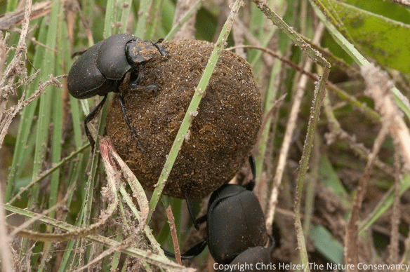 The strength and agility of these beetles was pretty amazing to watch. They moved their ball over and through grass litter and other obstacles without too much trouble. It was particularly impressive since only one beetle seemed to be doing the work while the other just rode along on the ball (maybe providing counterbalance?).