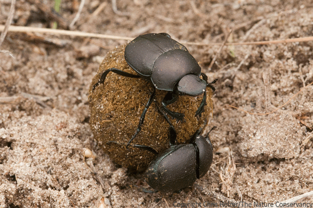A Crappy Job But Somebody's Got To Do It | The Prairie Ecologist