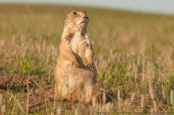 Black-tailed prairie dog. TNC Niobrara Valley Preserve, Nebraska.