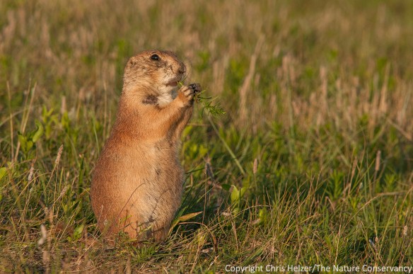 Black-tailed prairie dog. TNC Niobrara Valley Preserve, Nebraska.