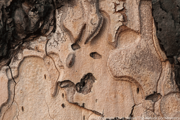 Bark Pattern B. Lots to see in this one...