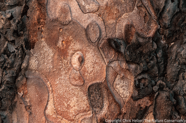 Bark Pattern A - what do YOU see in it?