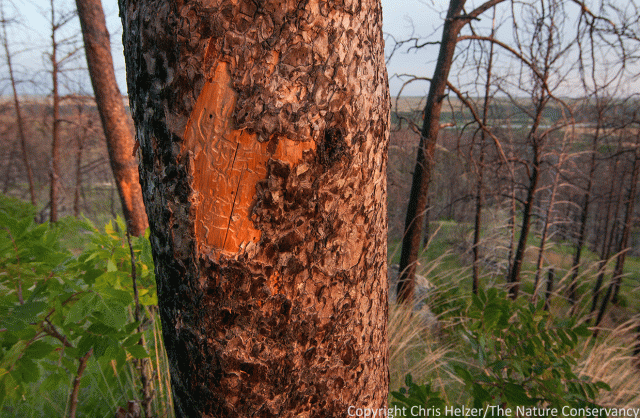 Bark beetle galleries beneath the bark of a pine killed in the 2012 wildfire. The Nature Conservancy's Niobrara Valley Preserve.