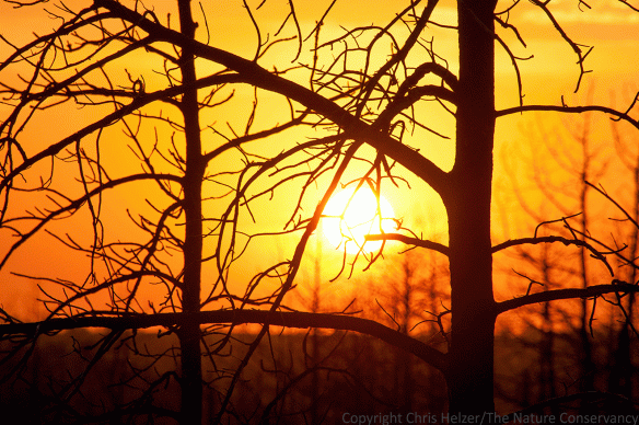 Despite the fact that the trees are dead, I still find them aesthetically pleasing, including as foreground for sunset light.