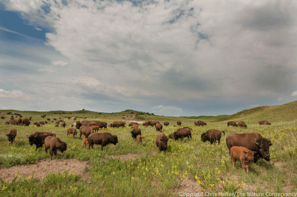My daughter and I tried several times to find bison during our weekend at the Preserve. Finally, as were running out of time and ready to give up and head home, we crested a hill and about 100 bison were spread out in the valley below us.