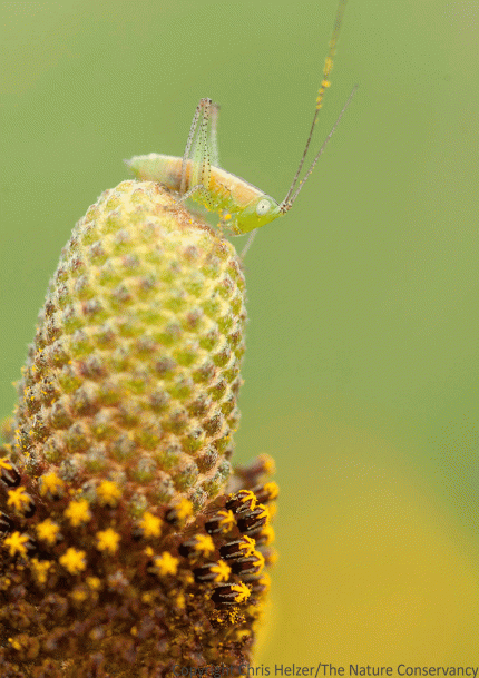Katydid nymph on upright prairie coneflower. Platte River Prairies.