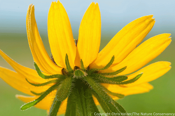 Black-eyed Susan from beneath. The Nature Conservancy's Platte River Prairies, Nebraska.