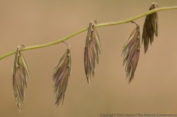 Side-oats grama (Bouteloua curtipendula). Platte River Prairies, Nebraska.