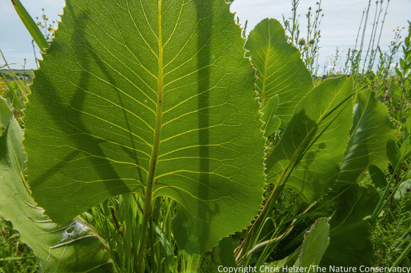 Prairie dock (Silphium terebinthinaceum) at The Nature Conservancy's Nachusa Grasslands near Franklin Grove, IL. We don't have prairie dock in Nebraska and I love seeing its gigantic basal leaves when I travel east.