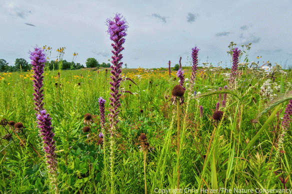 The abundance of showy flowers is almost overwhelming in some of the restored prairies, but the plant communities are also full of smaller and less auspicious species that help build the ecological integrity of the site.
