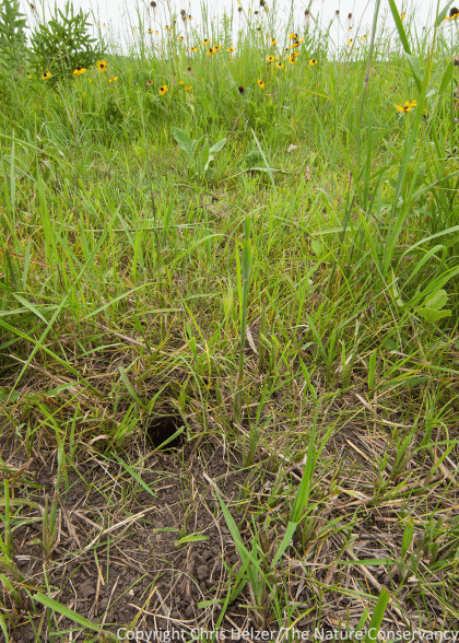 This thirteen-lined ground squirrel burrow was evidence of habitat changes favoring animals that like short vegetation. Researchers will be looking for more of that among bird, mammal, insect and other communities.
