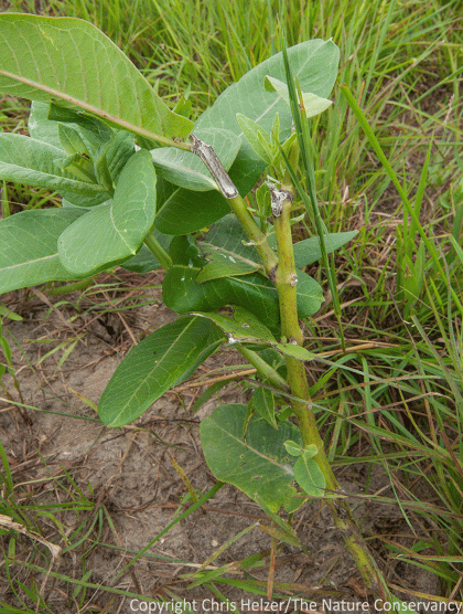 Interestingly, most of the common milkweed plants we saw in the bison area had been grazed. We see the same thing in cattle pastures in Nebraska. We assumed bison were eating the milkweed, but deer, box turtles, and other animals could also be culprits.