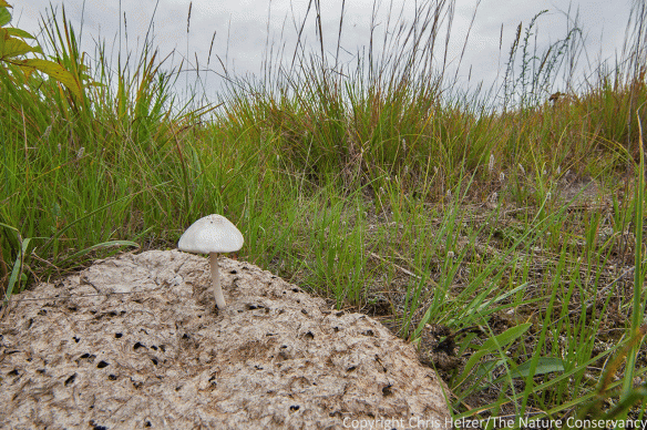 Some bison impacts are unrelated to cropped vegetation, including bare ground created by wallowing, and the concentration and redistribution of nutrients through manure - something capitalized on by this mushroom. 