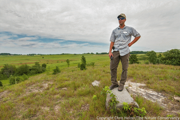 Nachusa's Cody Considine surveys the prairie where bison are augmenting an already complex prairie community.