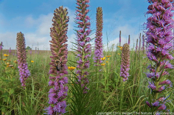 Bumblebee on blazing star. Photo #1.