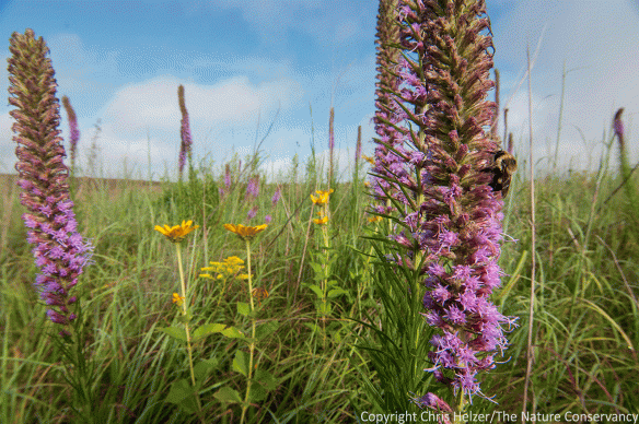 Bee on blazing star #3