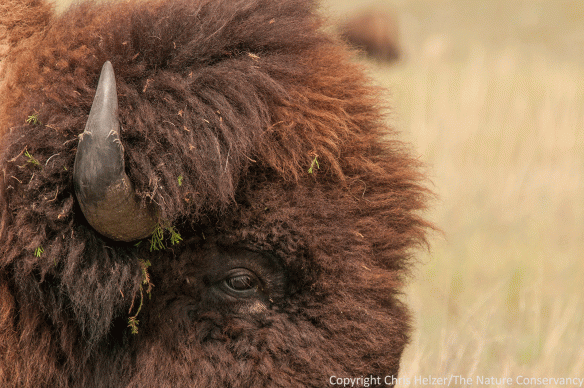 Bison tend not to hang around wooded areas for shade, but they also like to rub on trees aggressively enough to keep them stunted or even kill them. This bull was one of several bison that had evidence of recent rubbing on eastern red cedar trees.
