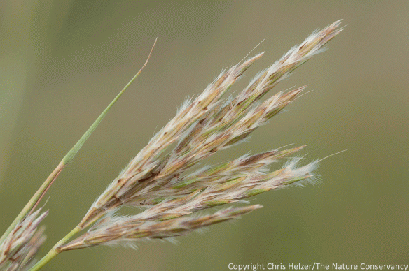 Sand bluestem (Andropogon hallii) is sometimes lumped with big bluestem (Andropogon gerardii) and sometimes considered a separate species. I'm not entering that argument. However, sand bluestem (shown here) does tend to have much hairier flowers.