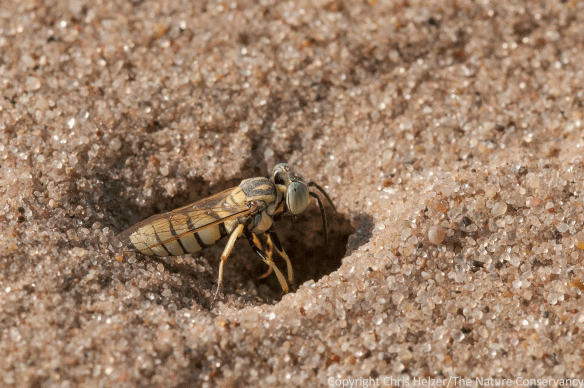 This was a little smaller wasp from a different species that was nesting in a different part of the blowout from the first wasp.