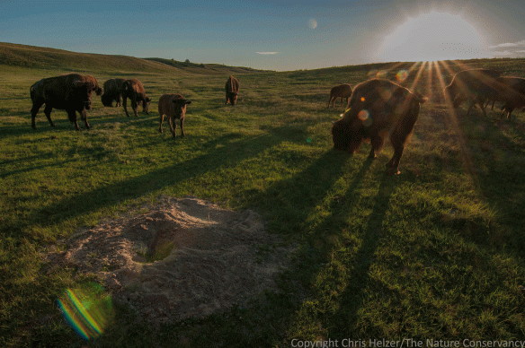 What is more evocative of the Great Plains than bison grazing in a prairie dog town as the sun goes down over an expansive grassy landscape?