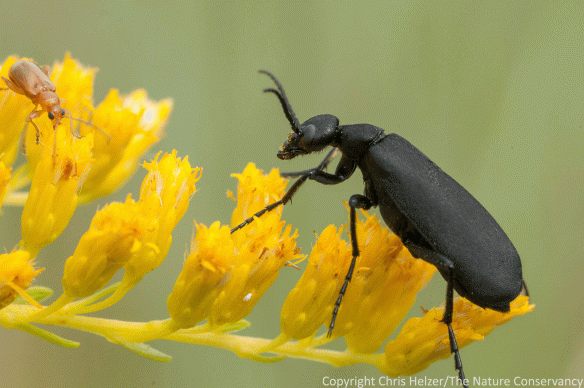 A black blister beetle and another small beetle feed on the same Missouri goldenrod flower head.