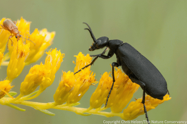 A black blister beetle and another small beetle feed on the same Missouri goldenrod flower head.
