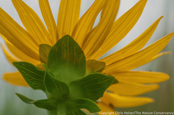 Rosinweed (Silphium integrifolium).