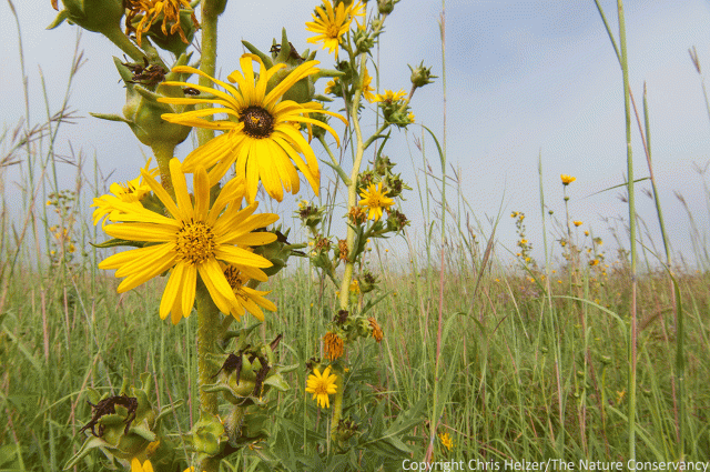 Compass plant.