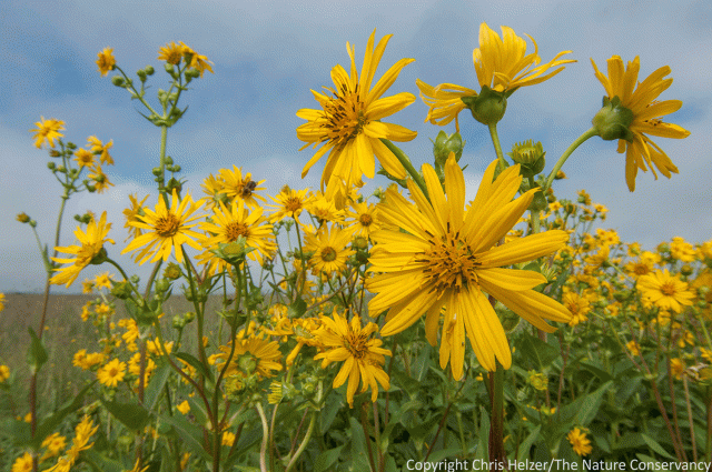 Cup plant in restored tallgrass prairie at Deep Well Wildlife Management Area west of Aurora, Nebraska.