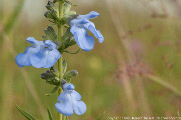 During yellow season, anything that's not yellow really stands out - especially when it's tall and BLUE. Pitcher sage (Salvia azurea).