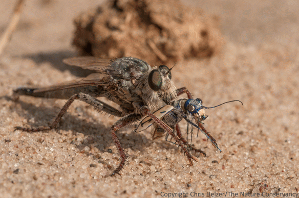 Upright again, the robber fly tried to hang on to the beetle while injecting it with toxic saliva.