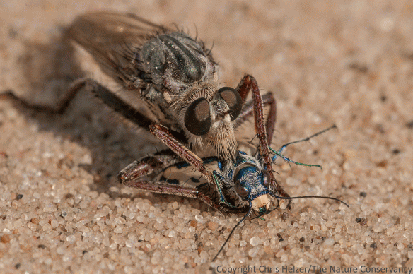 The robber fly had to periodically readjust its grip as the tiger beetle struggled to escape.