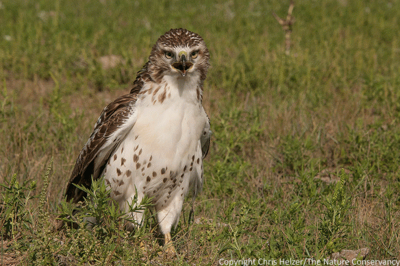 Ferruginous hawk