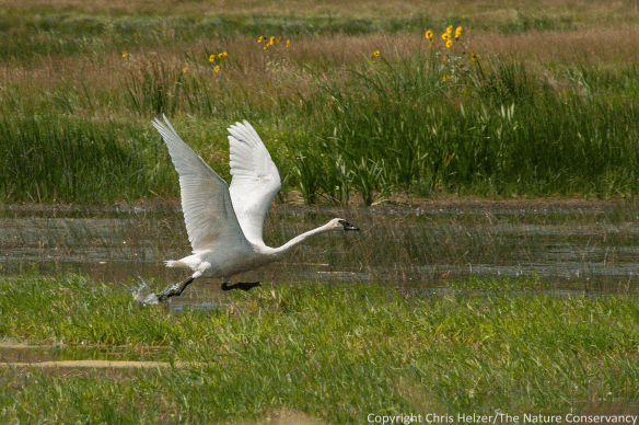 Trumpeter swan