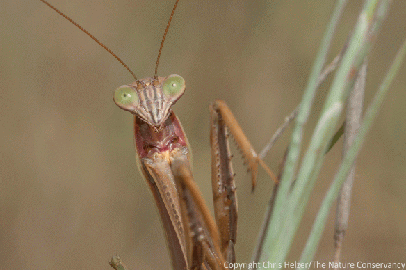 Often, when I post lots of pollinator pictures from a prairie walk, I also include a photo of a crab spider laying in wait. This week I couldn't find a single one! However, there was this big Chinese mantid, which will have to do.