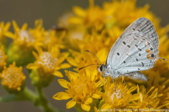 Eastern-tailed blue