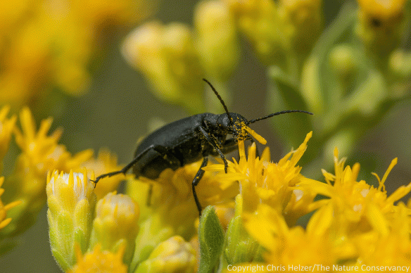 Blister beetles were enjoying meals of goldenrod pollen, but it's not clear whether they were actually pollinating flowers.